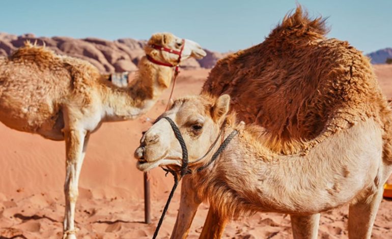 Najran’s Camels: A Living Symbol of Local Culture and Traditions