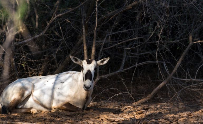 How the Saudi National Center Celebrated Gulf Wildlife Day