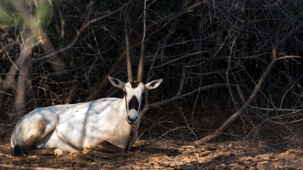 How the Saudi National Center Celebrated Gulf Wildlife Day
