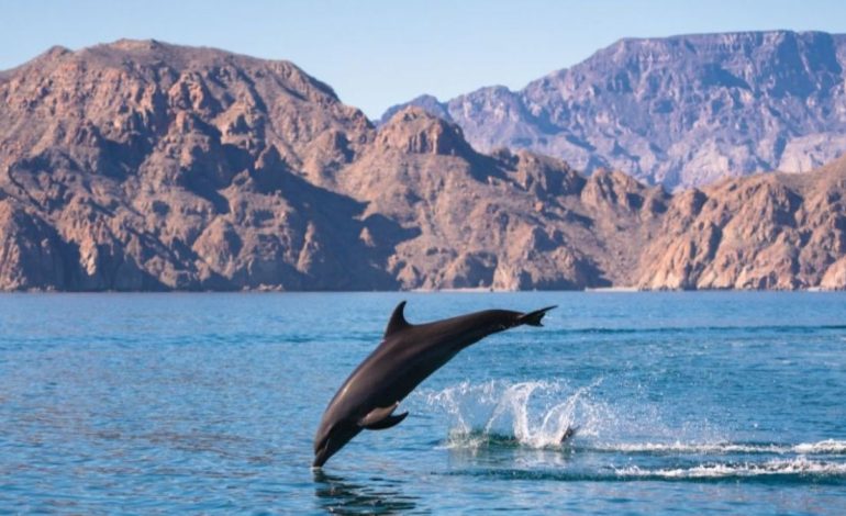 Dolphins Appear in Pods, Creating Joy for Visitors in Al-Lith