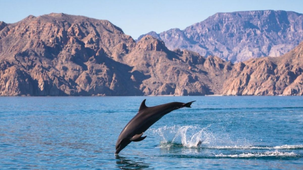 Dolphins Appear in Pods, Creating Joy for Visitors in Al-Lith