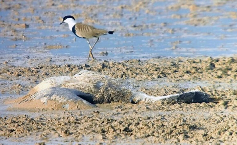 Israel Confirms Bird Flu Outbreak at Farm in Northern Region