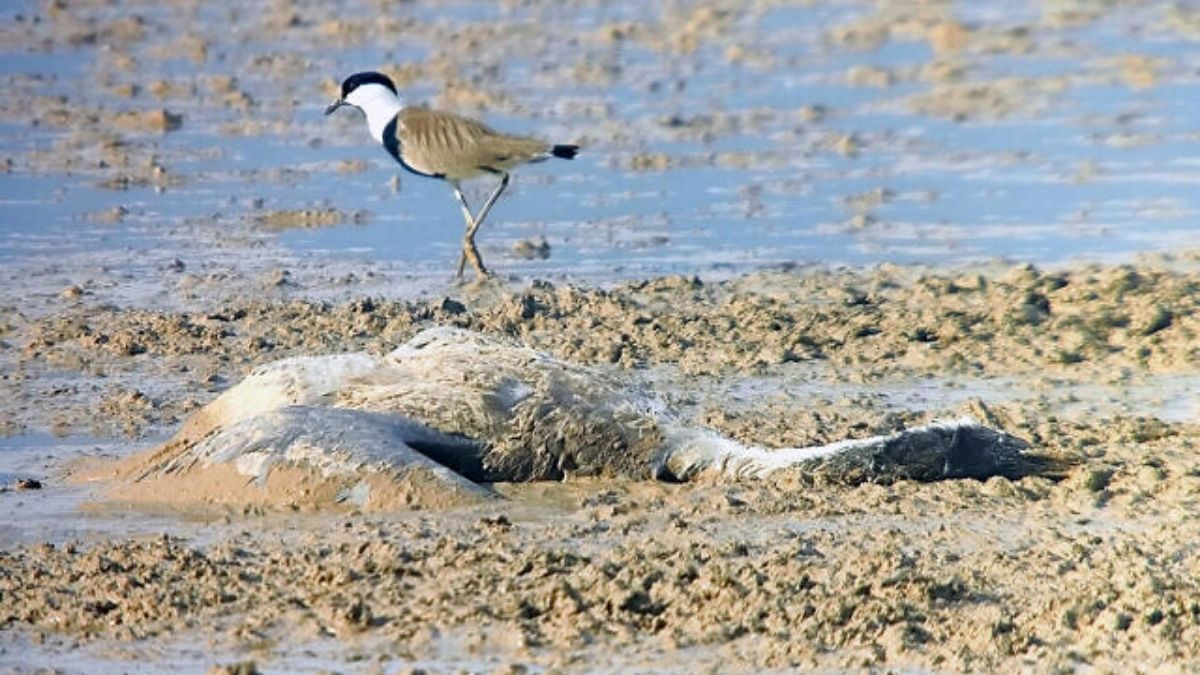 Israel Confirms Bird Flu Outbreak at Farm in Northern Region