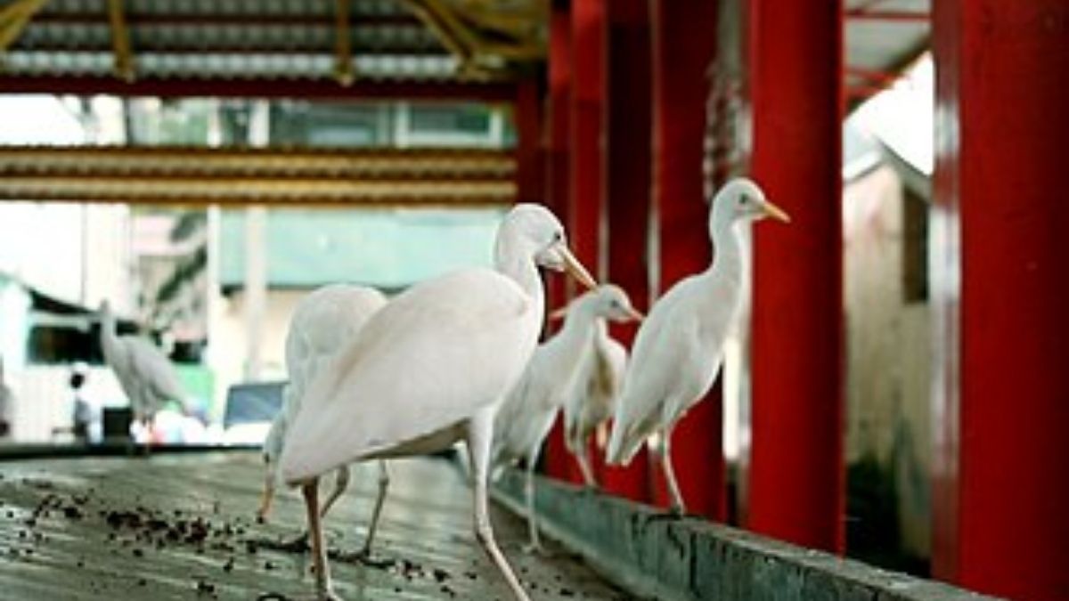 Winter Cattle Egret Migration Spotted Across Najran Farms