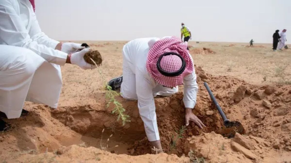 Green Initiative: 10,000 Arta Trees Planted in King Abdulaziz Royal Reserve