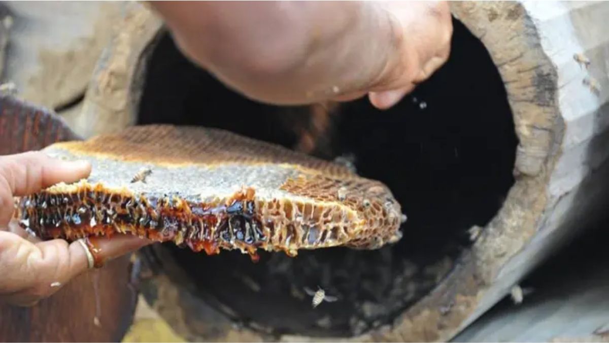 Jazan Honey Exhibition Attracts Thousands, Crosses SR1m in Sales