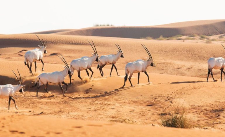 Saudi Arabia Strengthens Wildlife Protection with Release of 140 Animals