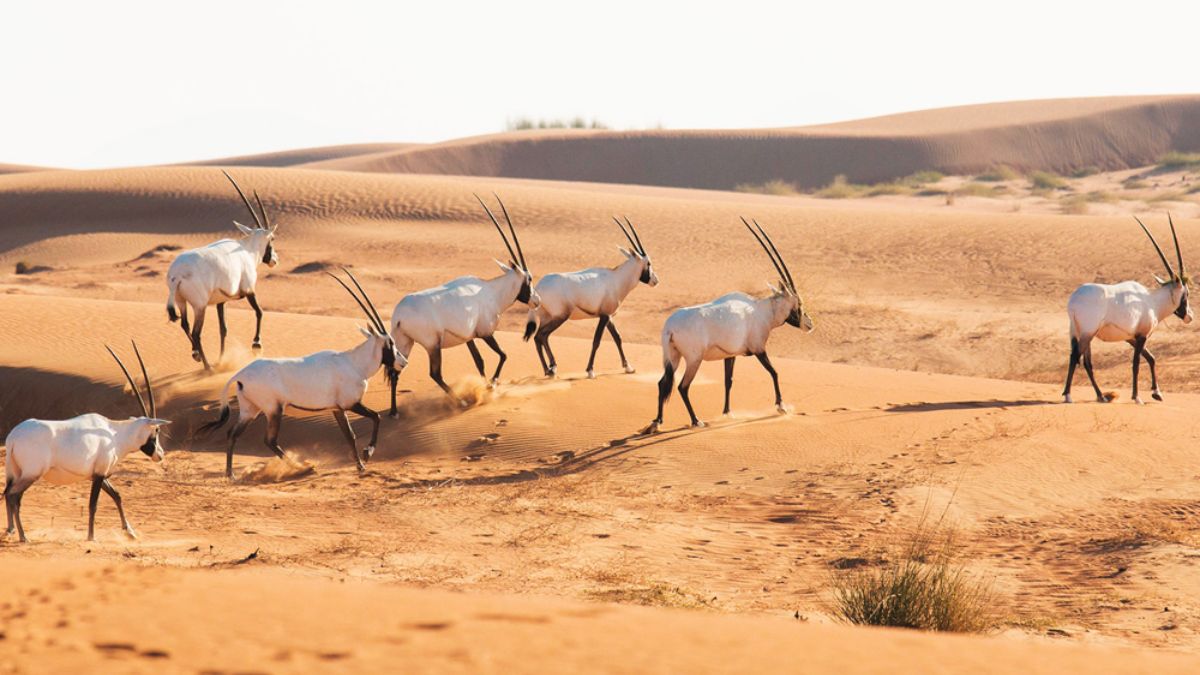 Saudi Arabia Strengthens Wildlife Protection with Release of 140 Animals