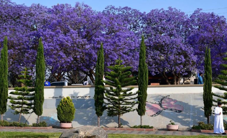 Jacaranda Magic: How Abha in Bloom is Reviving Tourism in Asir