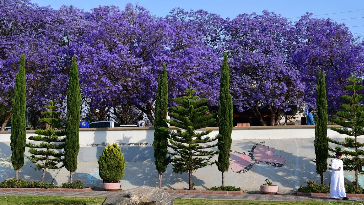 Jacaranda Magic: How Abha in Bloom is Reviving Tourism in Asir