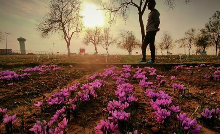 How AlUla is Using Saffron Cultivation to Strengthen Its Agriculture Sector