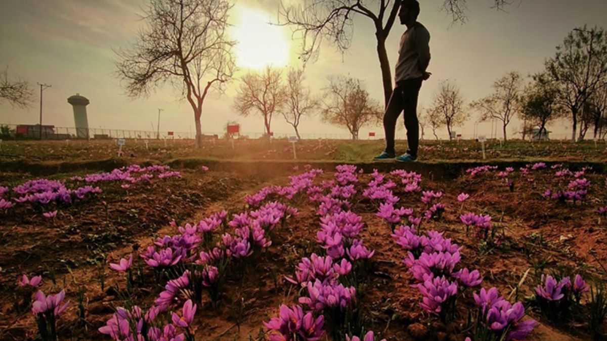 How AlUla is Using Saffron Cultivation to Strengthen Its Agriculture Sector