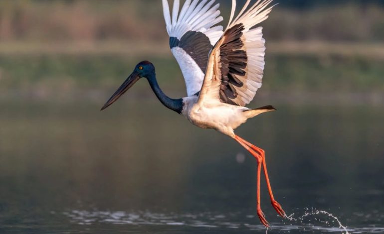 King Abdulaziz Royal Reserve Becomes Haven for 9 Rare Migratory Bird Species