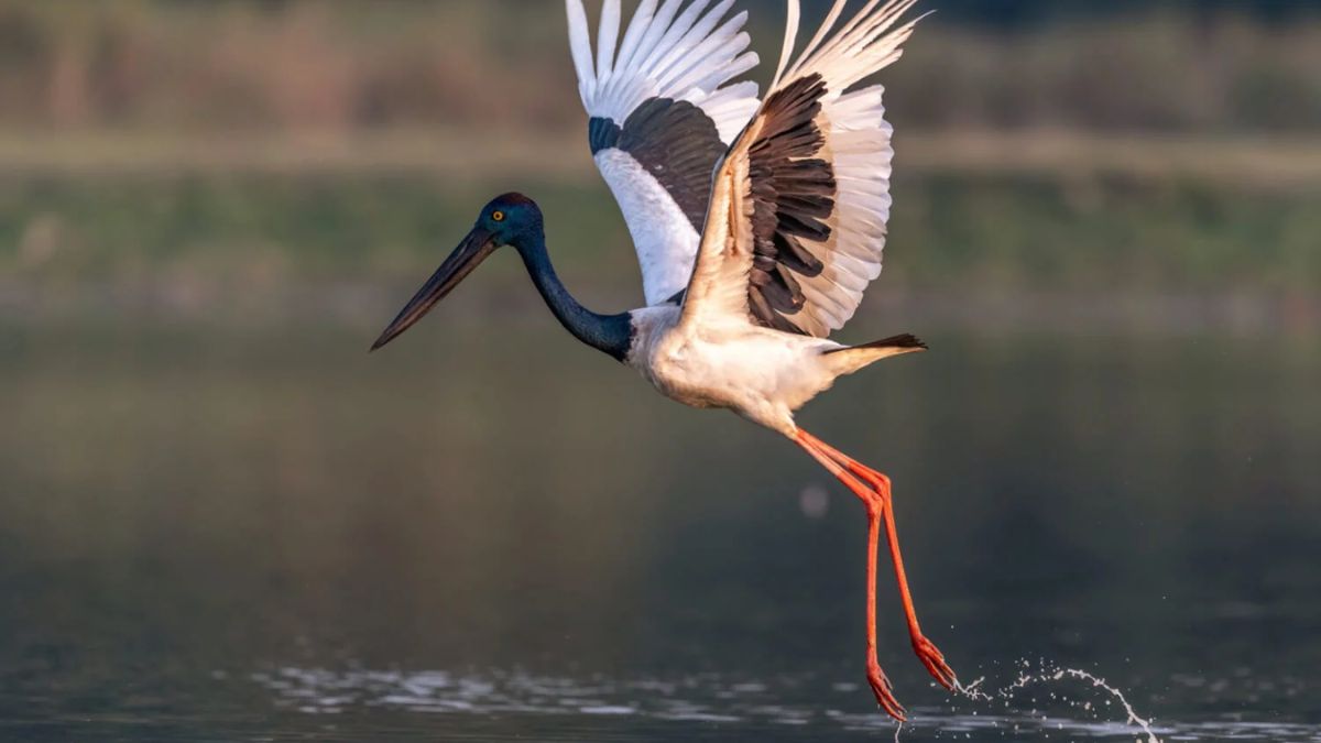 King Abdulaziz Royal Reserve Becomes Haven for 9 Rare Migratory Bird Species