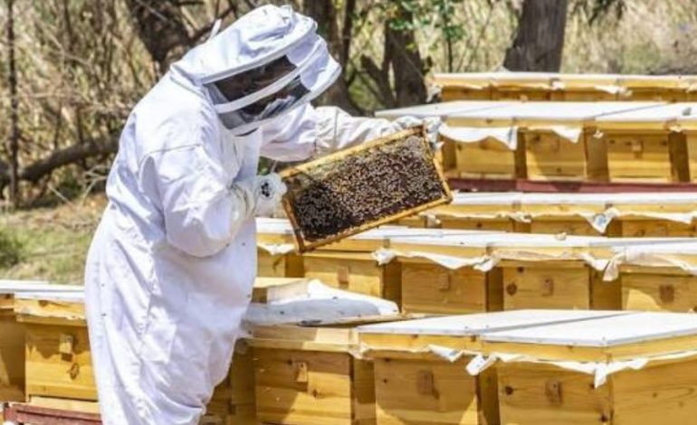 Saudi Reef Academy Drives Sustainable Development for Rural Beekeepers