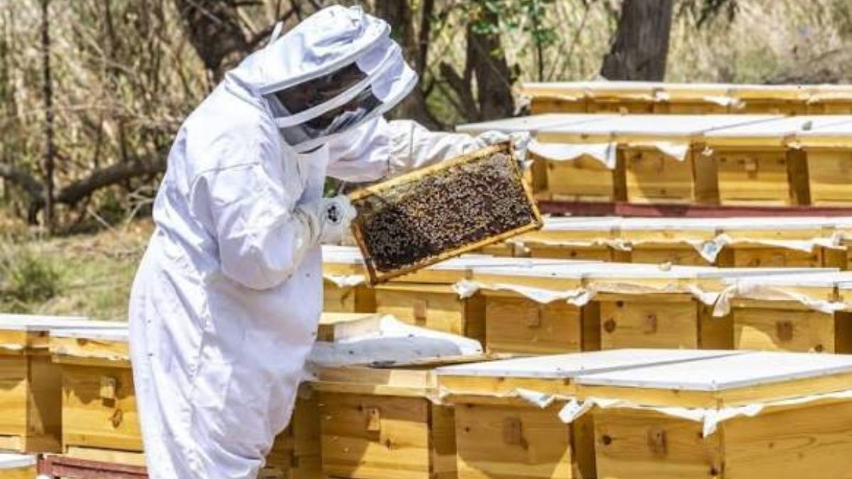 Saudi Reef Academy Drives Sustainable Development for Rural Beekeepers