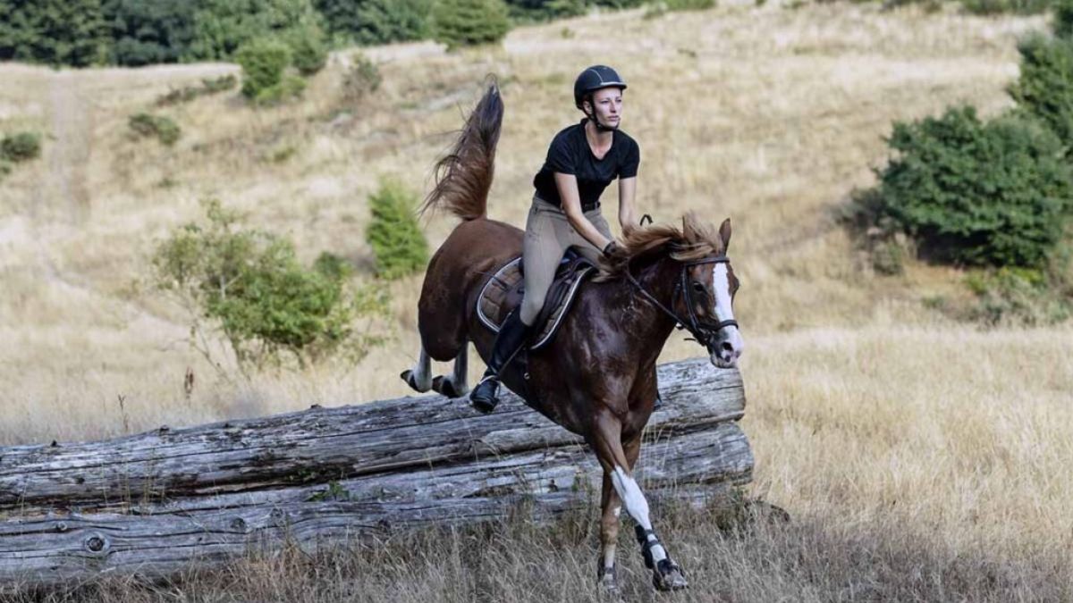 How Arabian Horses Are Making Raghadan Forest More Attractive for Visitors