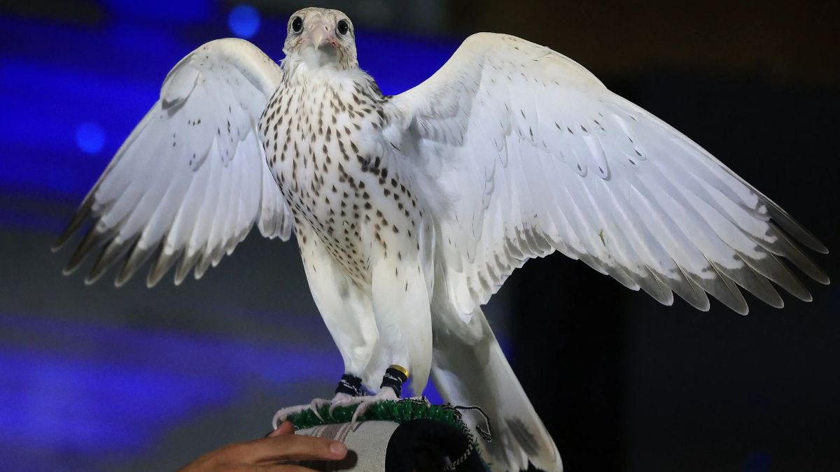 Slovenian Falcon Farm Records Unprecedented One-Day Bird Sale